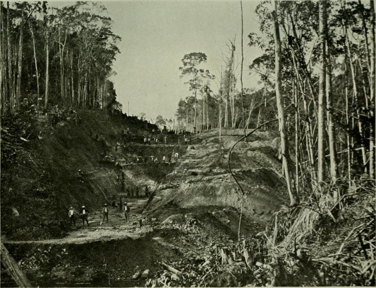 Forest clearing in British Malaya, c.1907. Credit: Wikimedia